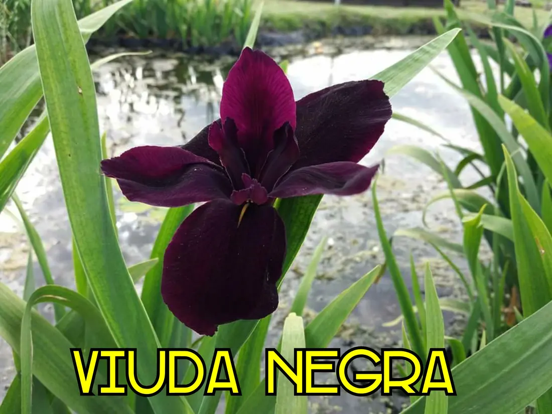 Iris louisiana